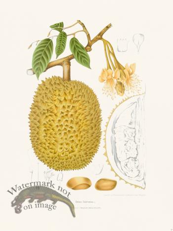 Horticulture of Java 27